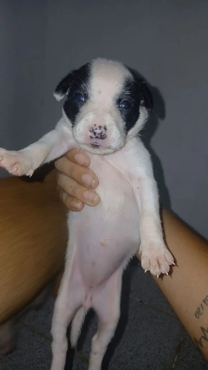 Adoção  - Foto 4