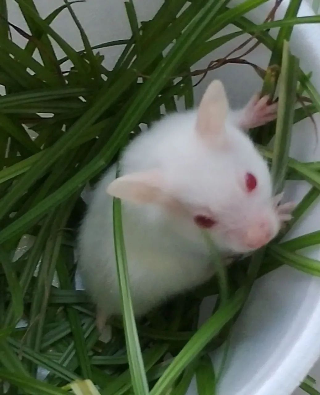 Hamster sírio (a raça mais dócil de todas)com 2 meses - Foto 4