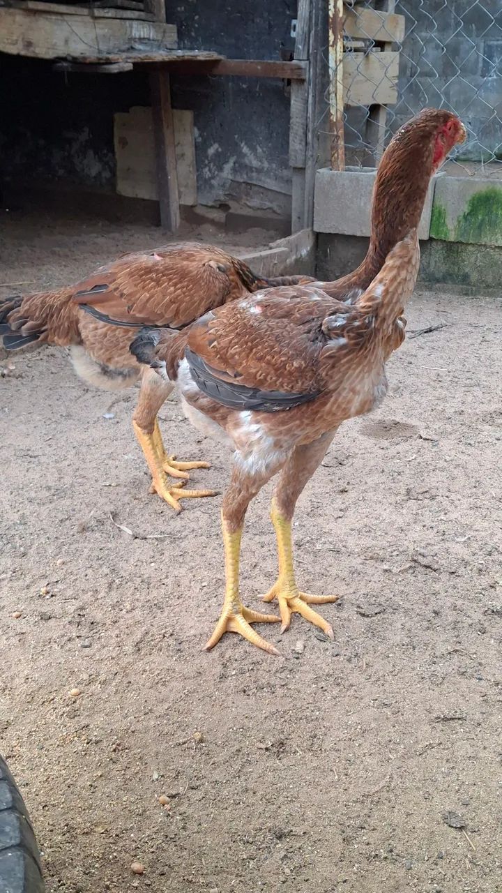 Galinha  - Foto 4