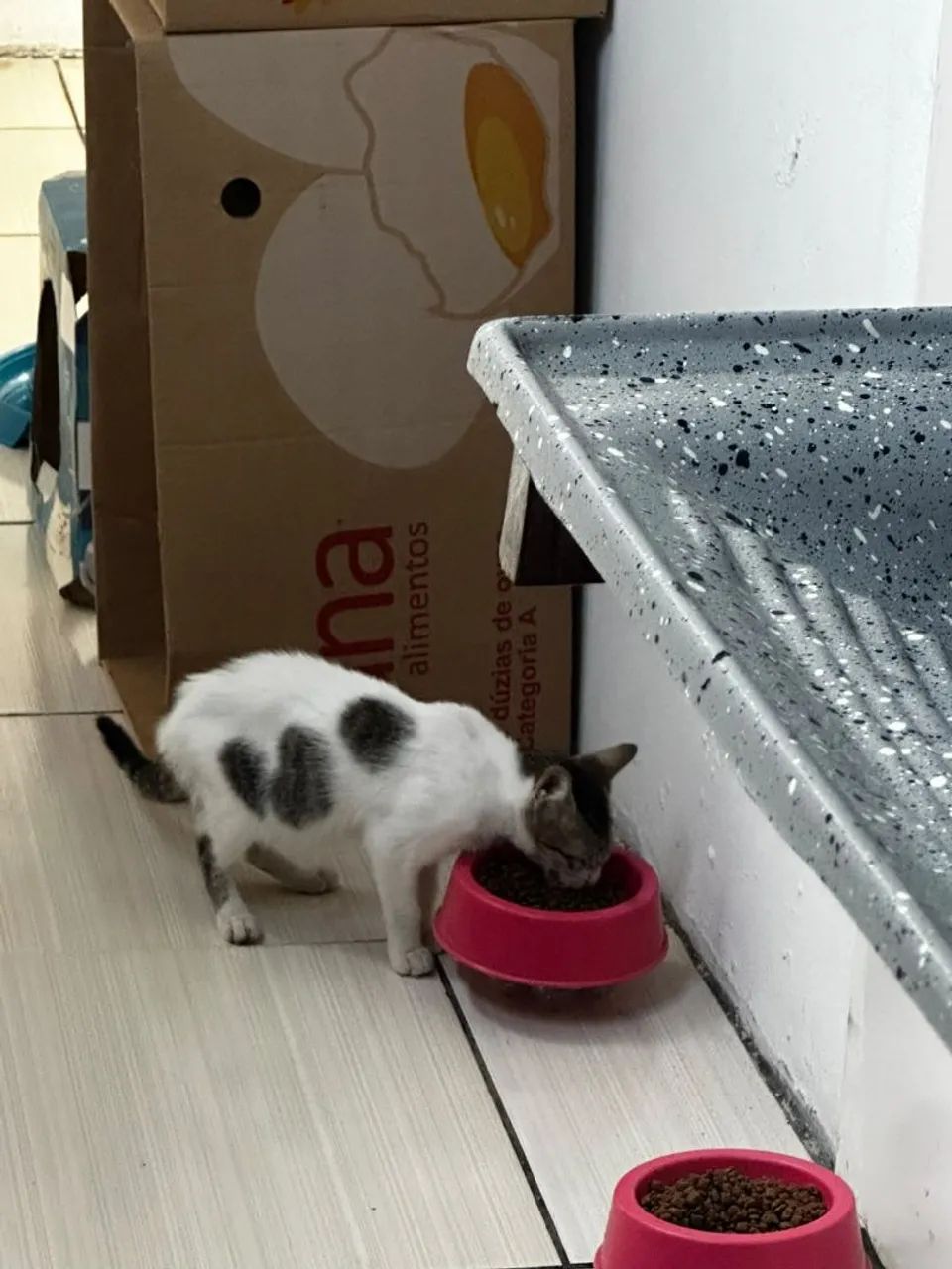 Adoção responsável  - Foto 2