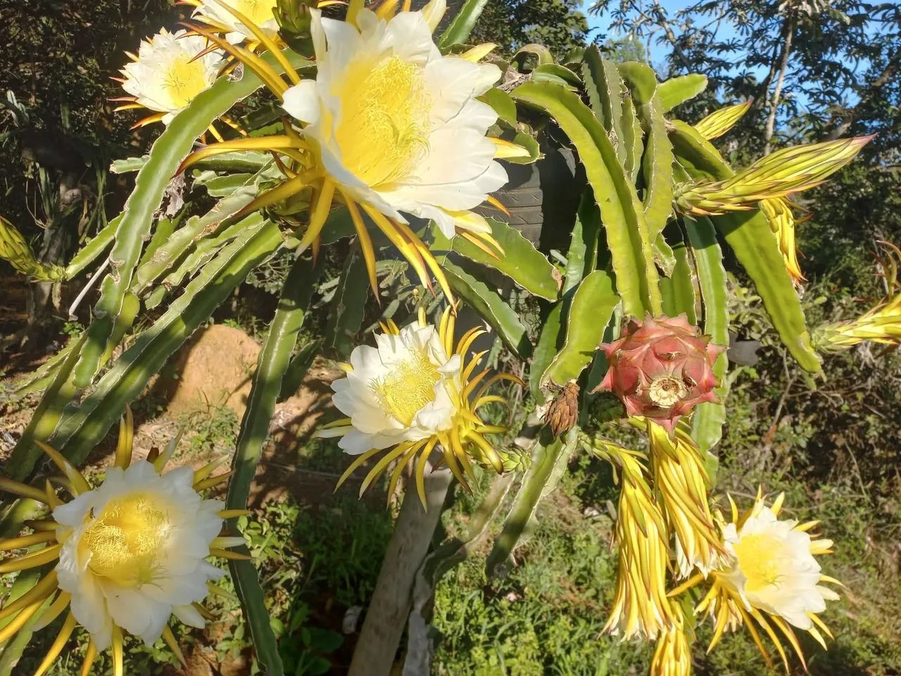 Mudas de pitaya  - Foto 4