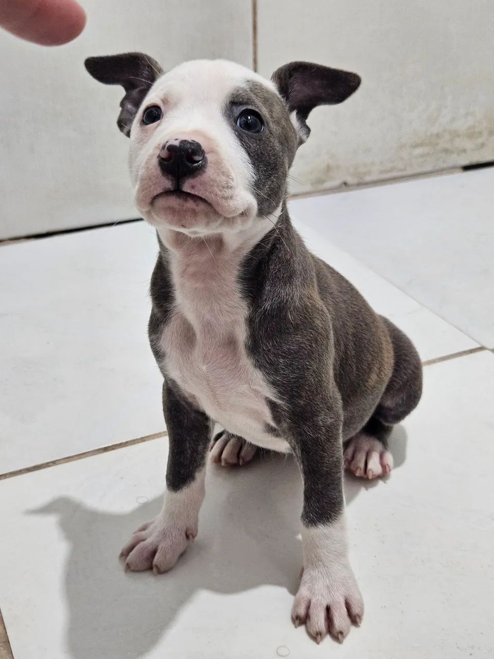 FILHOTES DE PITBULL 