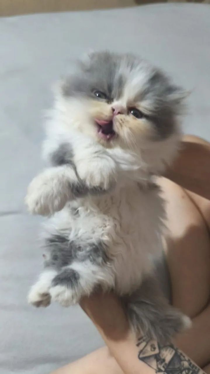 GATO PERSA FÊMEA  - Foto 2
