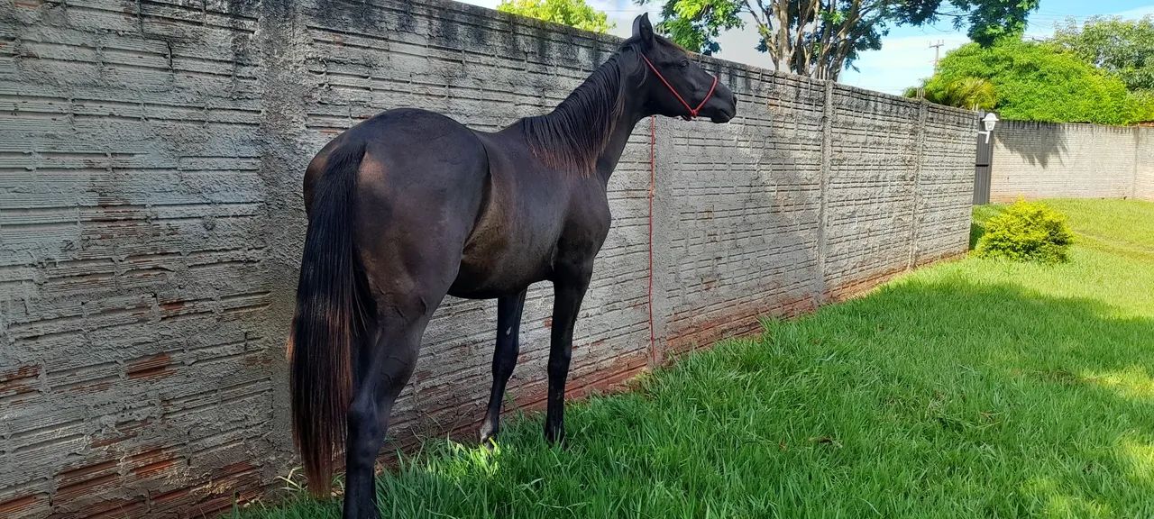 Cavalo - Foto 2