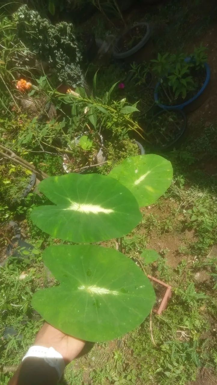 Colocasia Nancy's revenger  - Foto 2