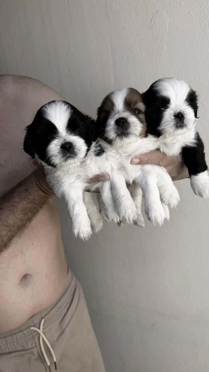 Shih Tzu - Foto 2