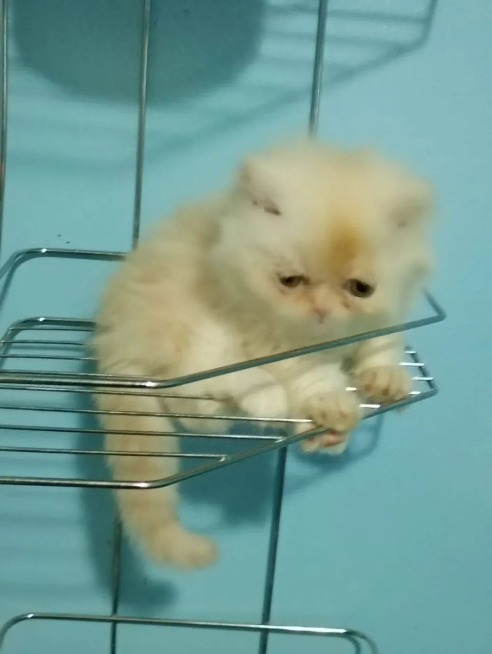 Gato persa macho com 50 dias pai e mãe puros - Foto 4