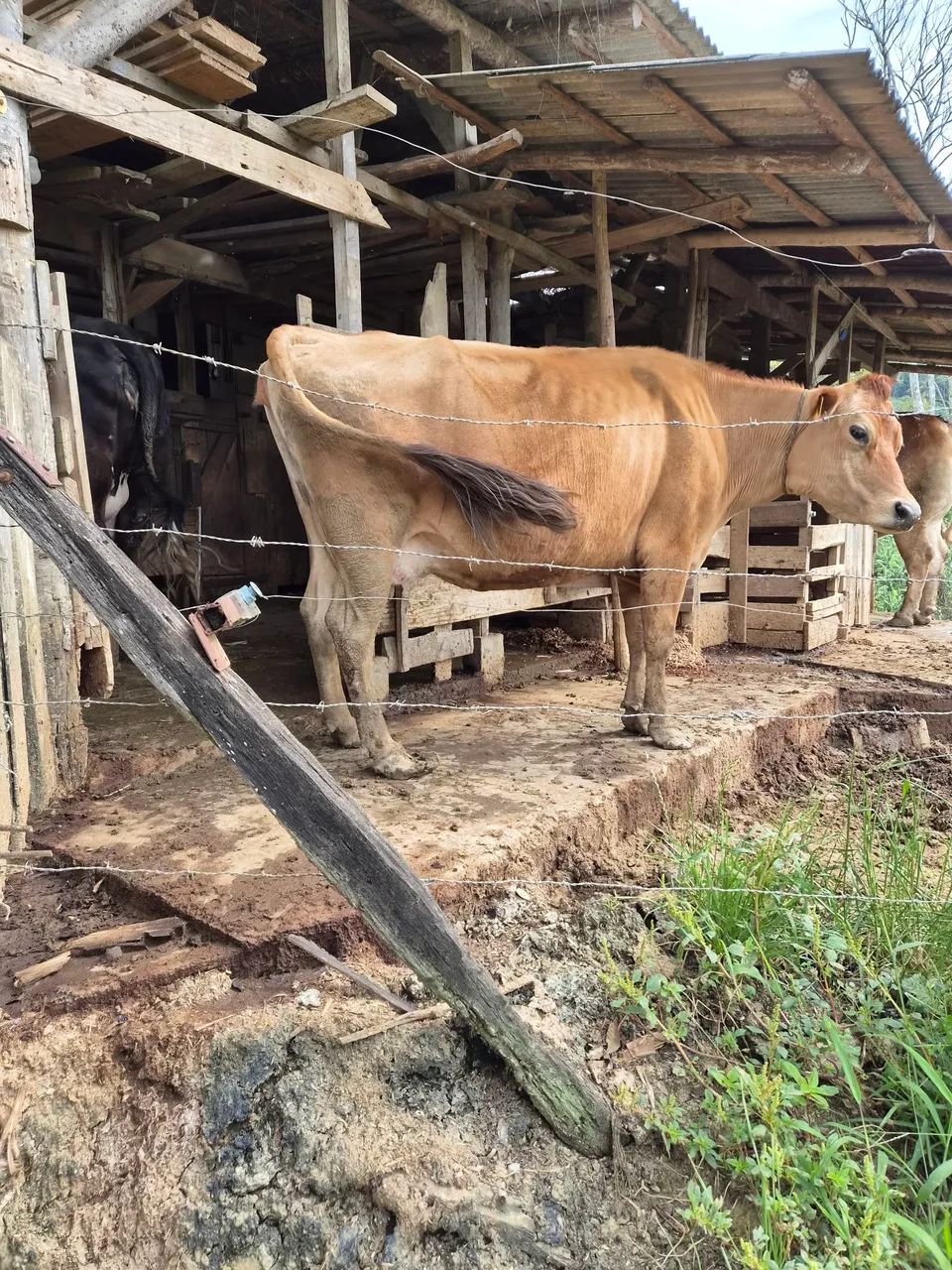 Vaca Jersey com cria - Foto 2