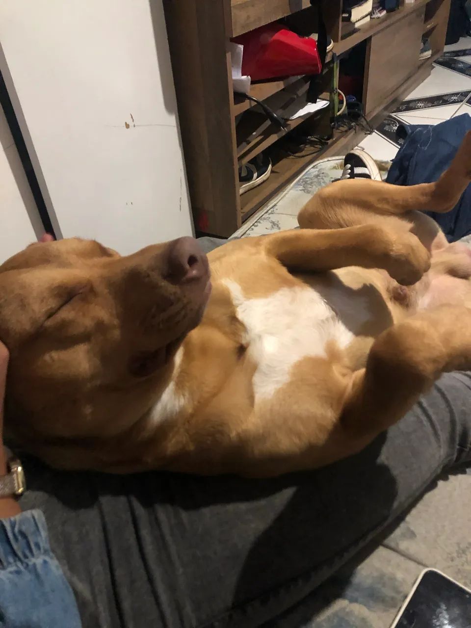 Doa-se cachorro  - Foto 3