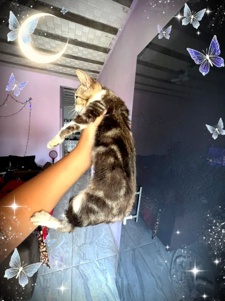  Doação Gatinhos Maine coon - Foto 3