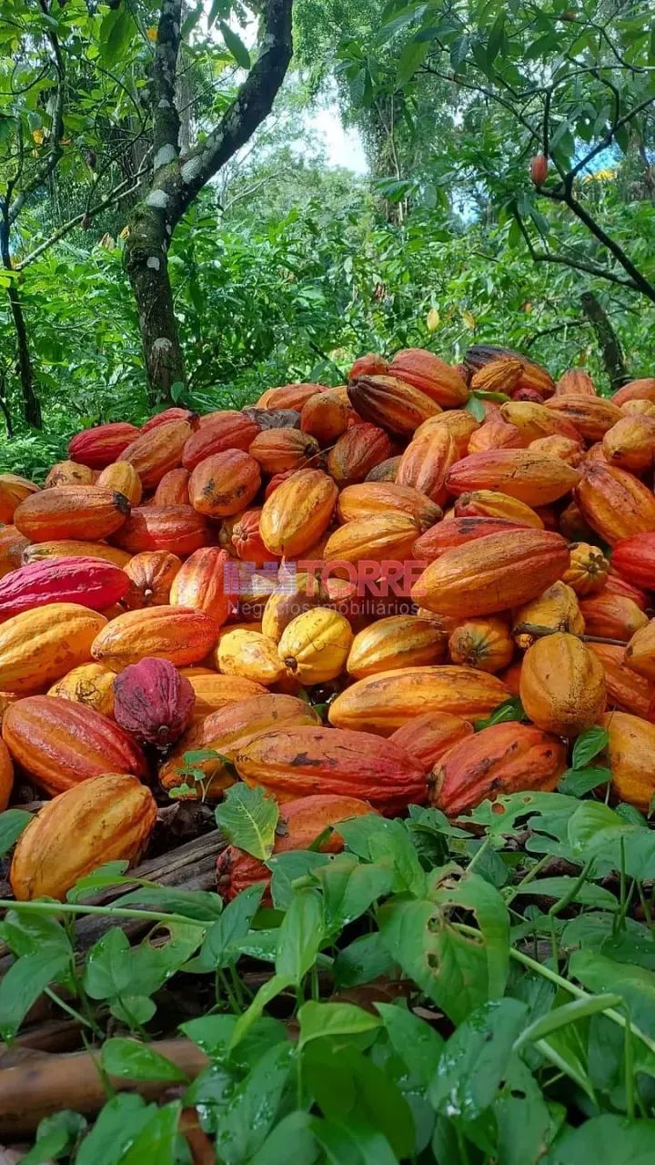 Fazenda à venda, Rural, Itacaré, BA - Foto 5