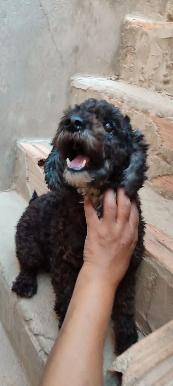 Doação de cachorro  - Foto 4