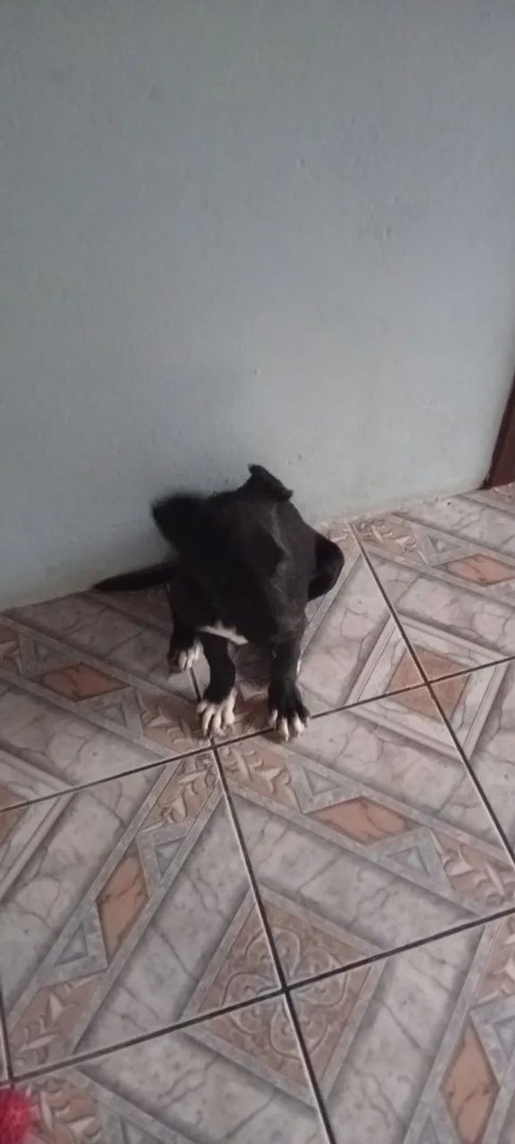 Doaçe cachorro  - Foto 3