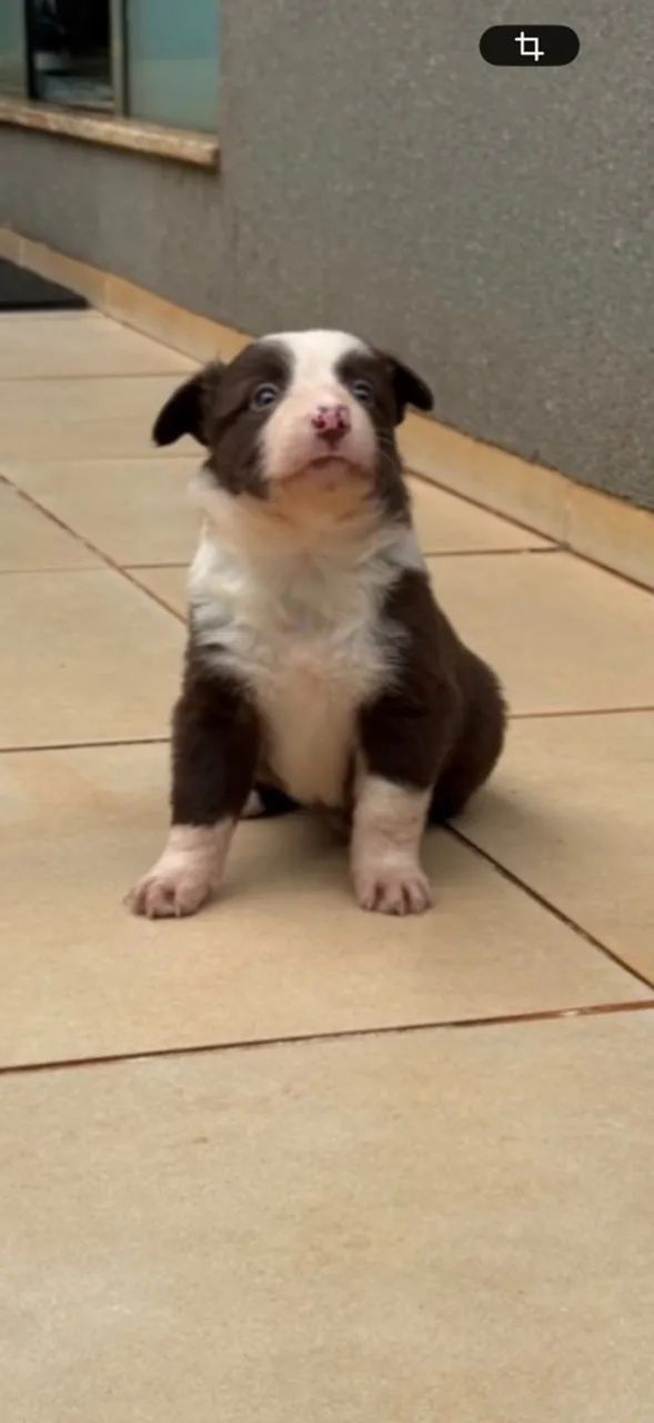 Border collie  - Foto 3