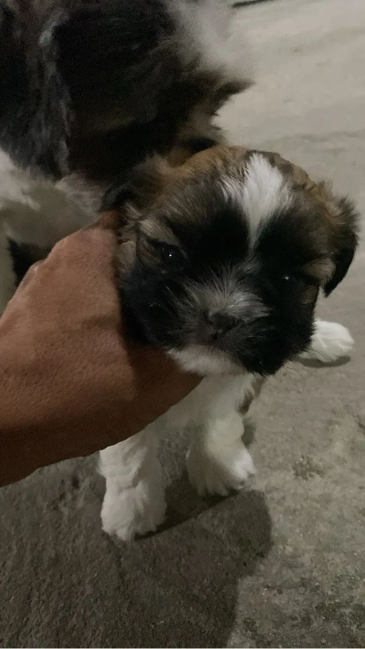 Cachorro shitzu - Foto 2