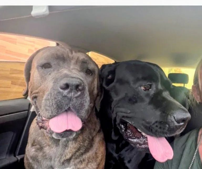 Cane corso Italiano  - Foto 6