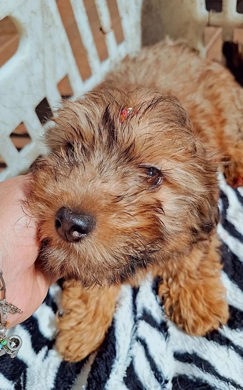 Filhote de Lhasa apso com Poodle