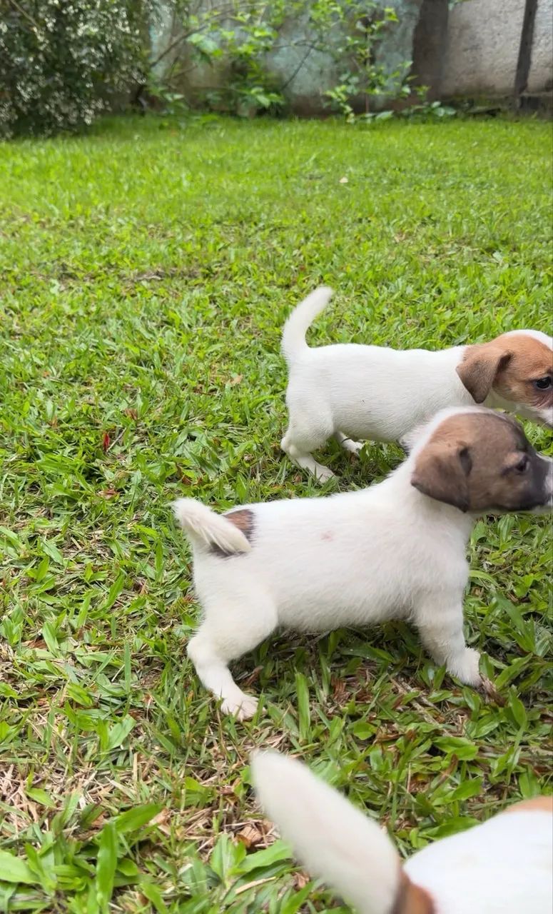  JACK RUSSEL C/ PEDIGREE - Foto 4