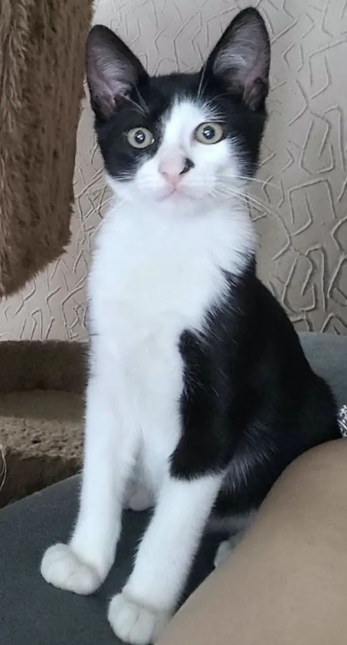 Doação de lindo gatinho - Foto 3