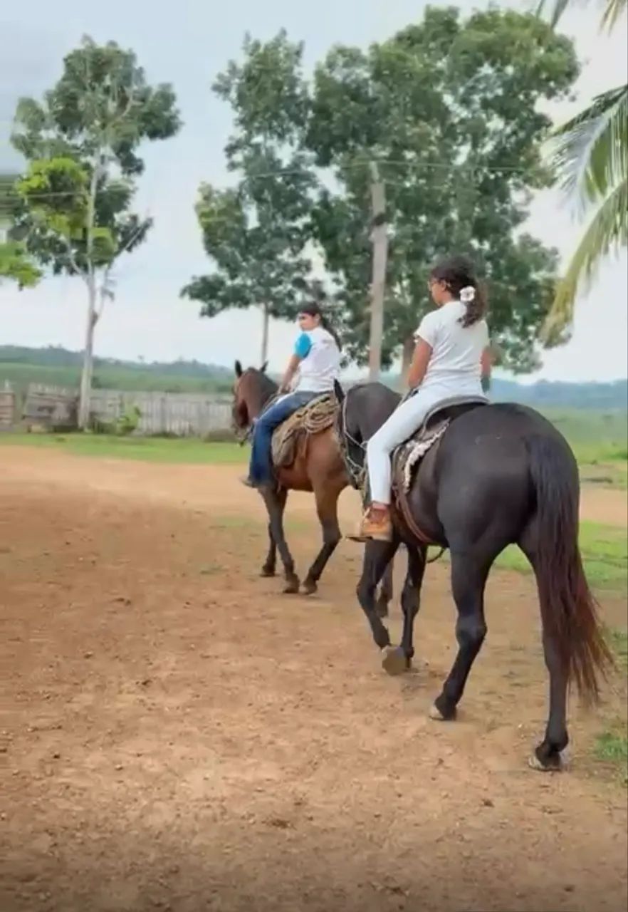 CAVALO QM PURO  - Foto 5