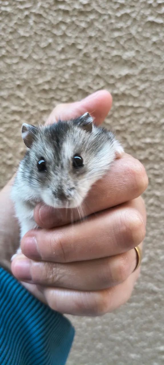 Gaiola ramister  - Foto 4