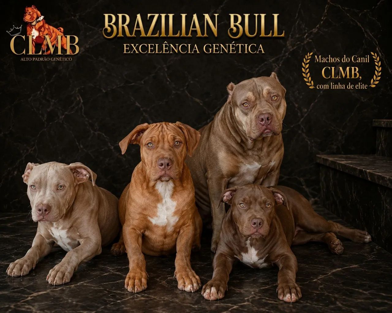 Filhotes Brazilian bull ou Pit mosters  - Foto 2