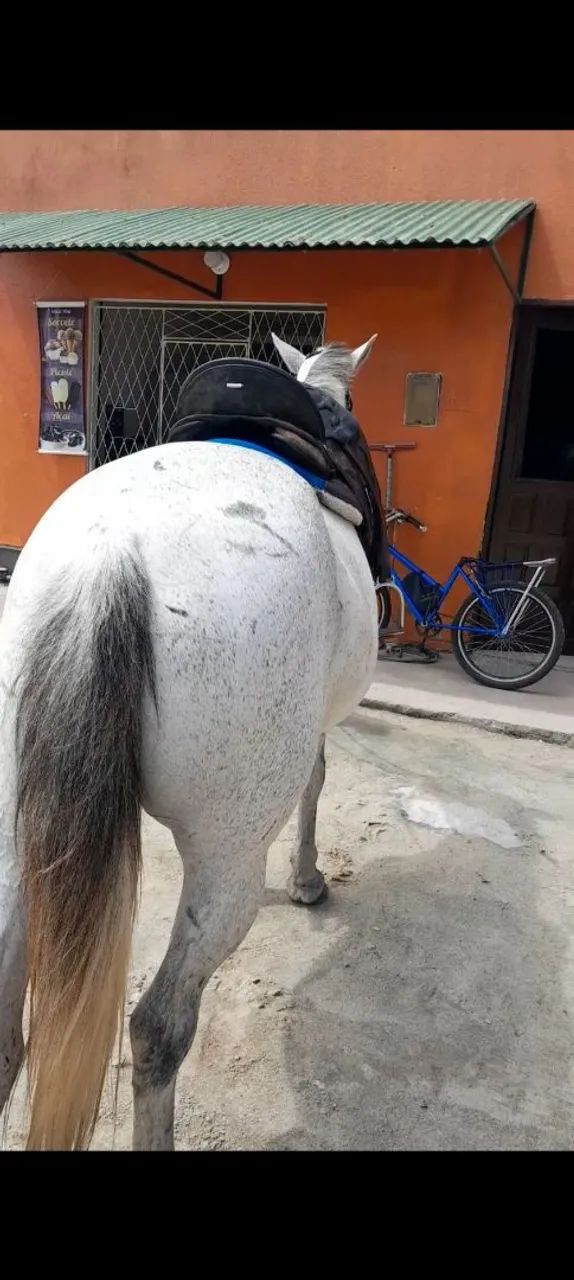 Cavalo  - Foto 5