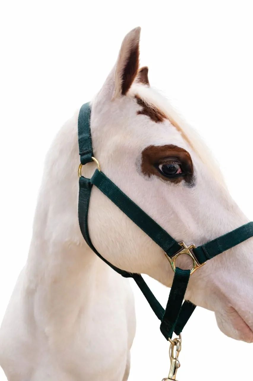 CAVALO POTRO PAINT HORSE REGISTRADO  - Foto 2