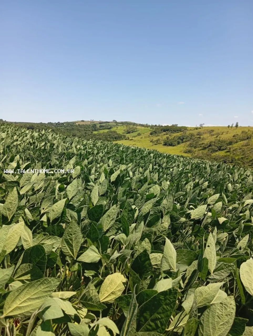 Área Rural para Venda em Uraí, RURAL - Foto 4