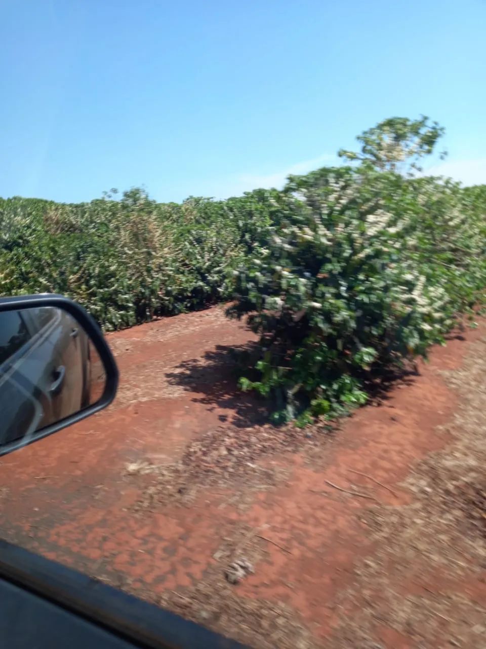 Fazenda de café a venda próximo a coromadel  - Foto 3