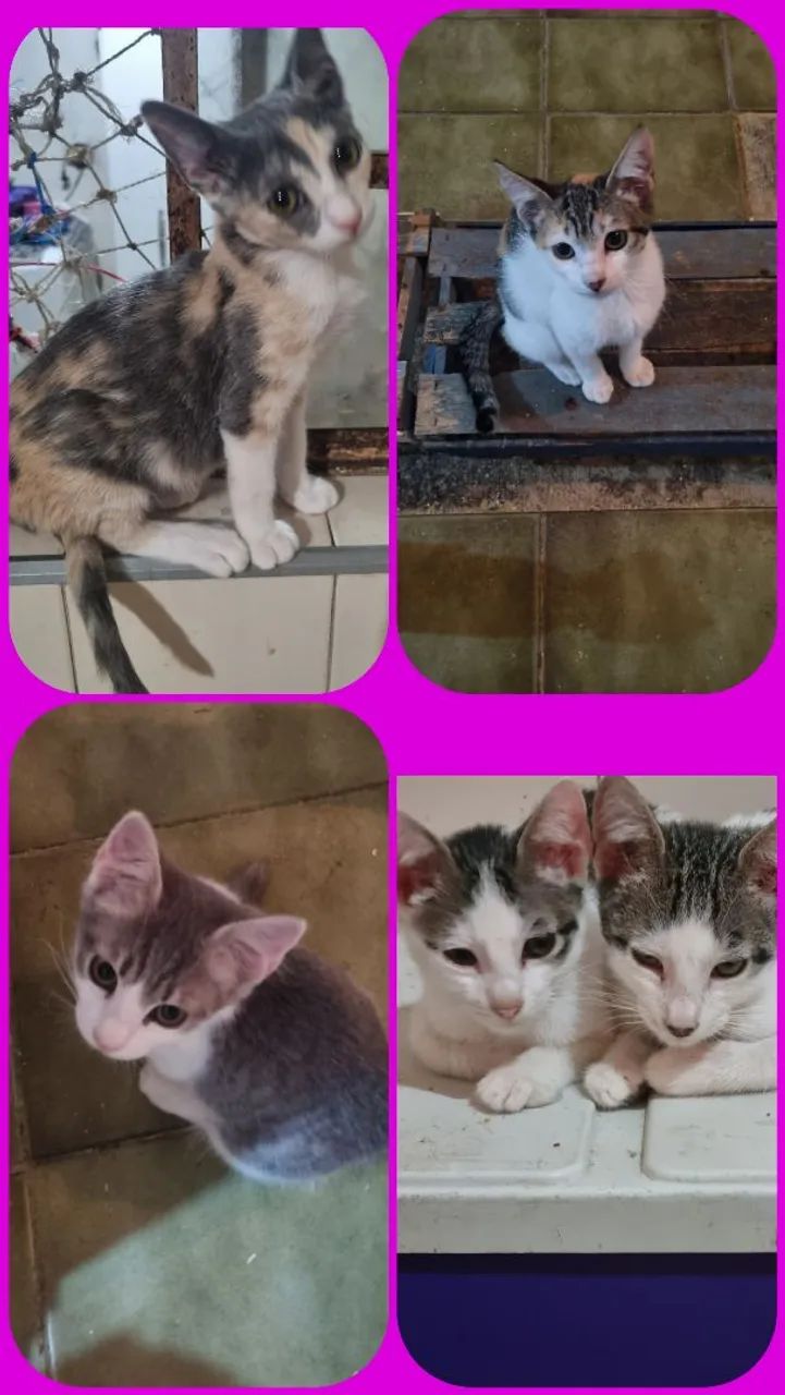 Adoção responsavel 