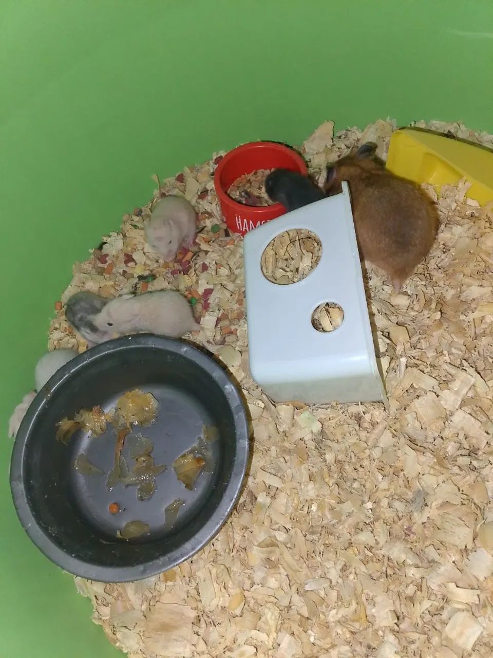 Hamister  - Foto 3