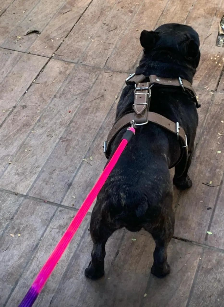 Vendo buldogue francês macho - passo cartão - Foto 2