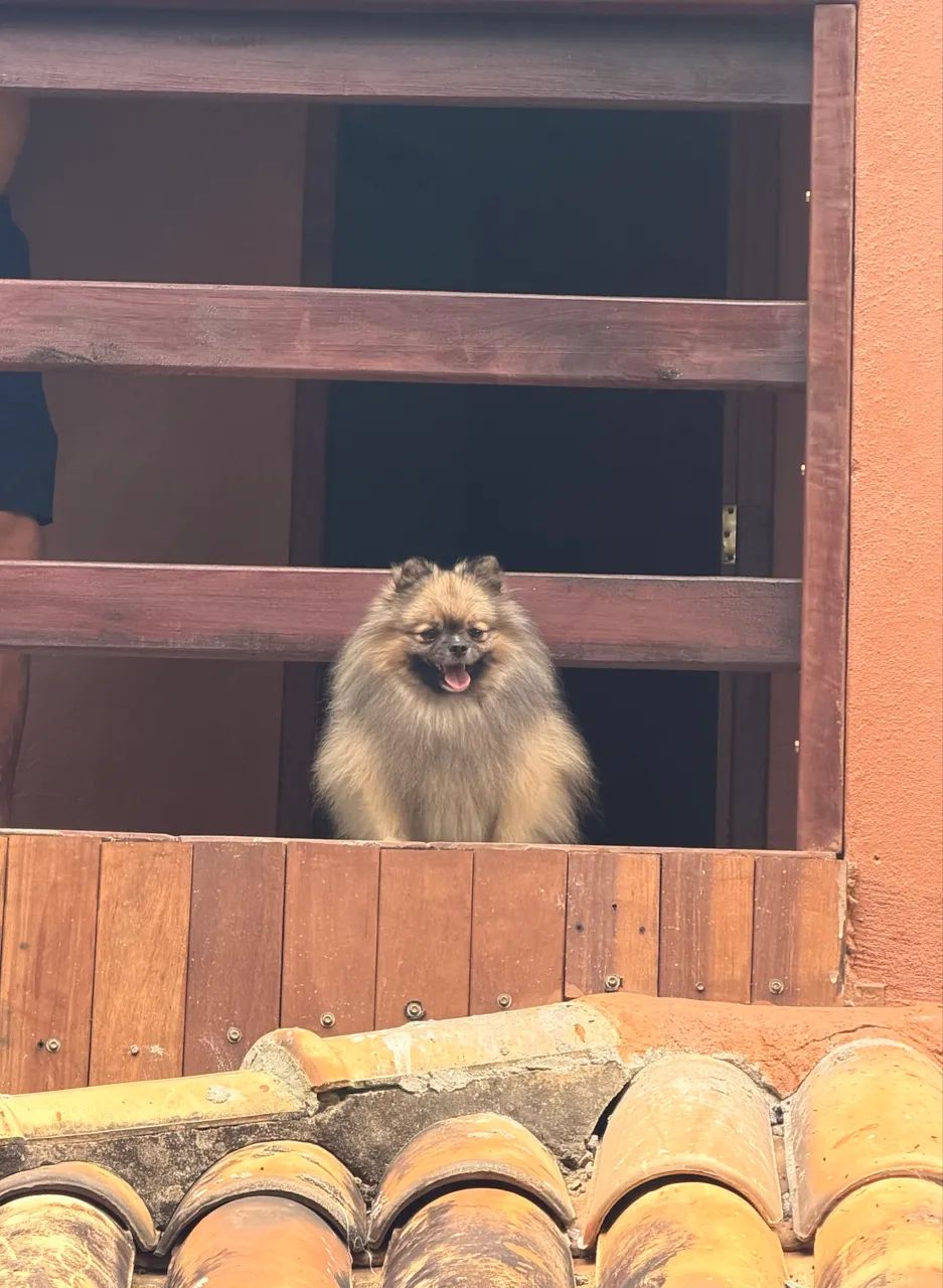 Filhote de Spitz Alemão 