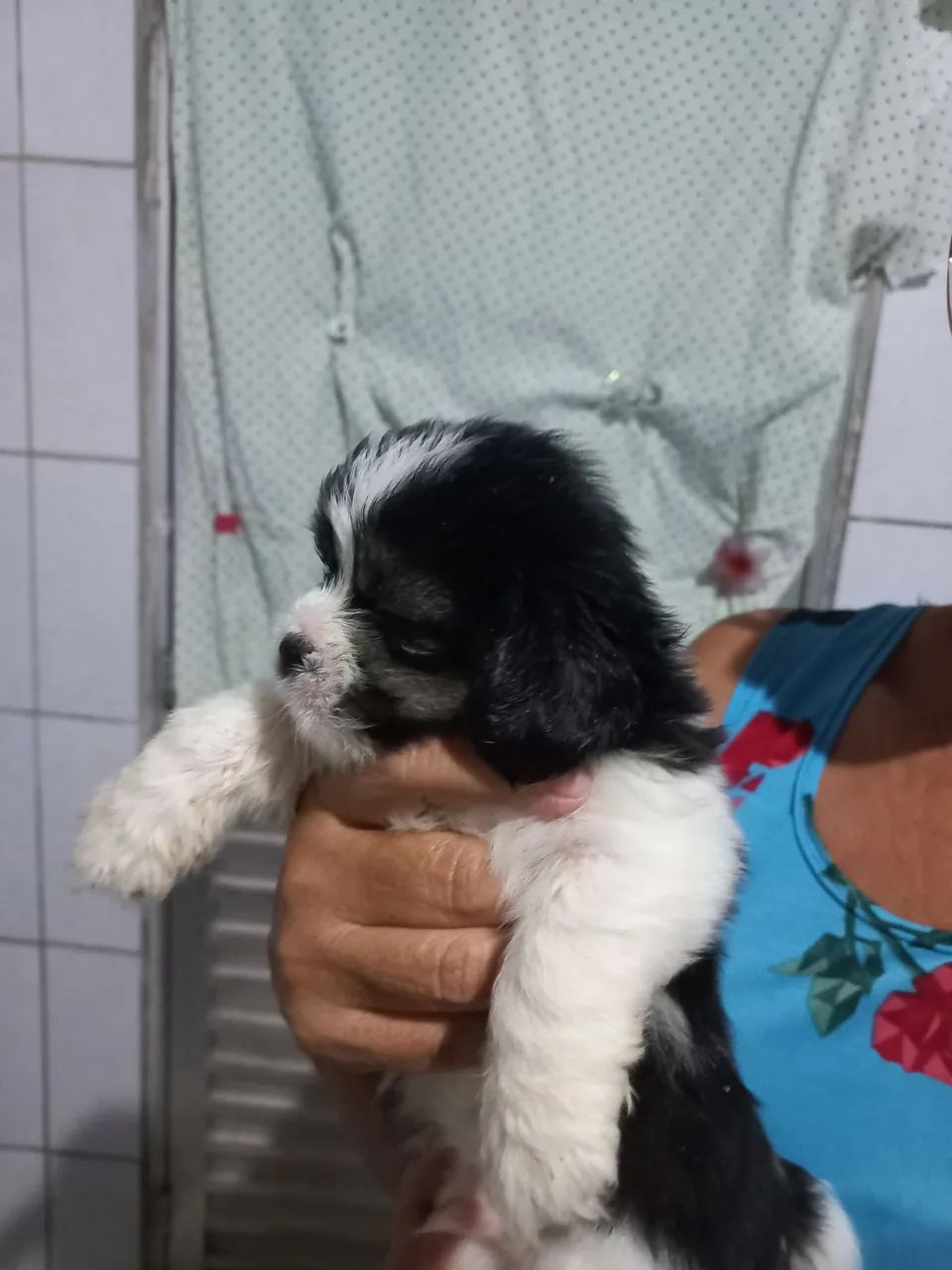 filhotes de shihtzu - Foto 5