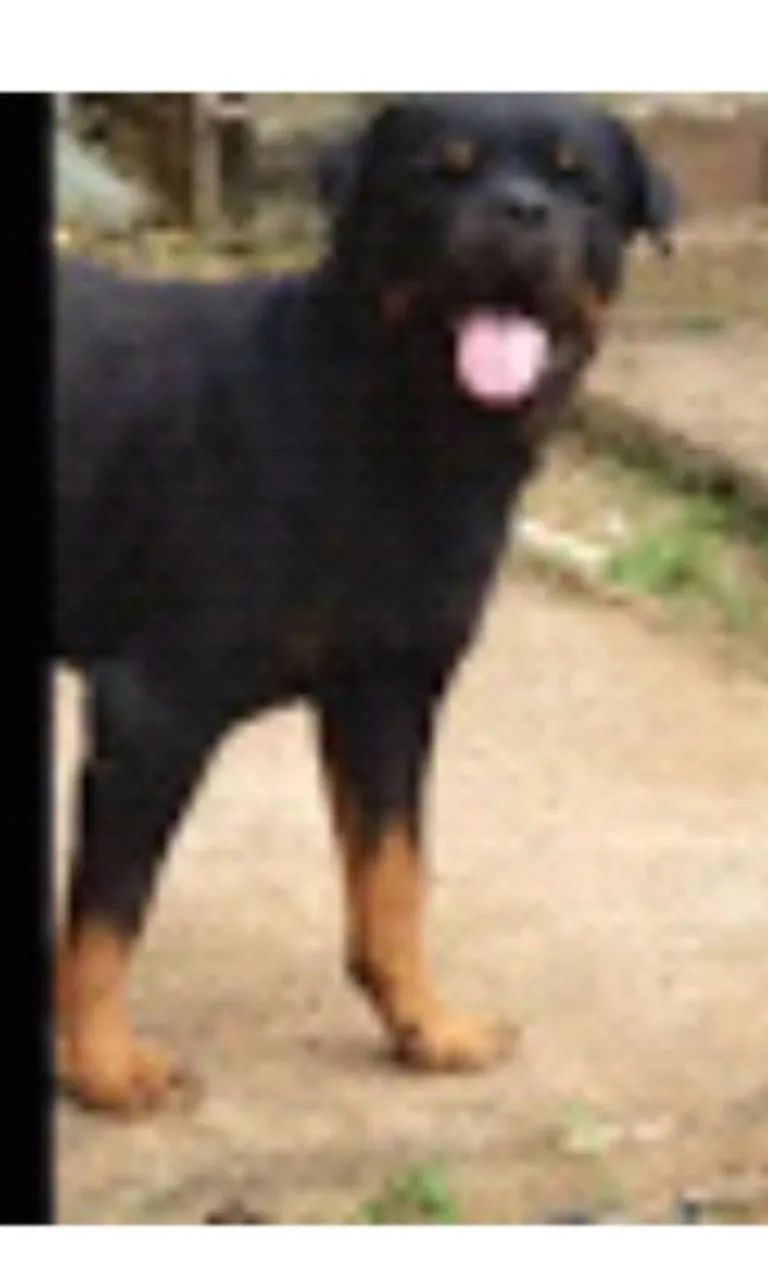 Rottweiler 