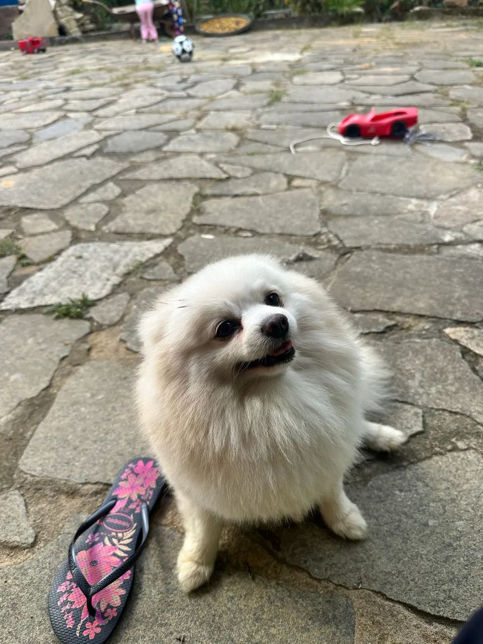 Spitz alemão, Macho arrumar -se namorada  - Foto 3
