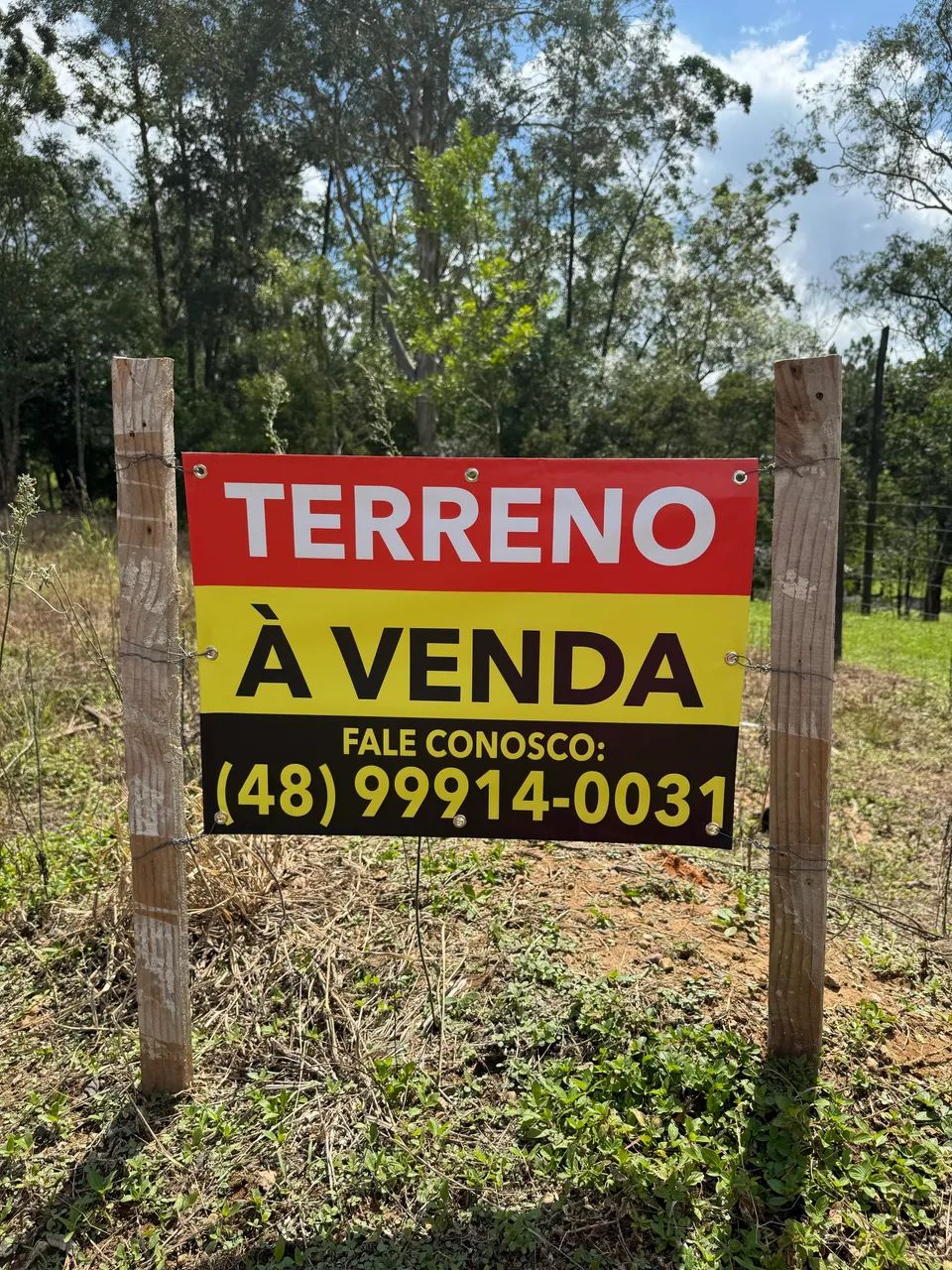 Foto - Criciúma - Laranjinha