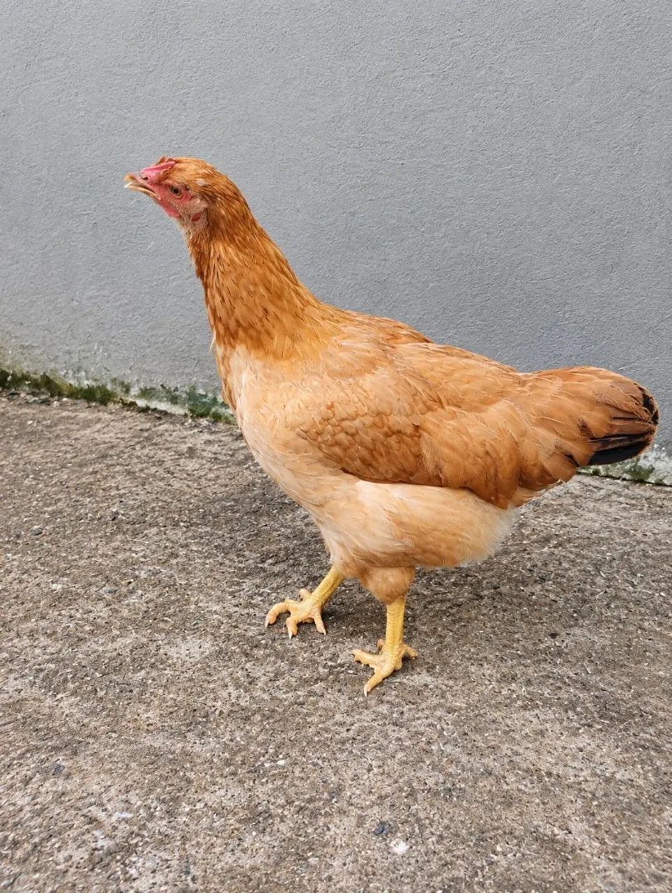 Frangos Caipira - Foto 4