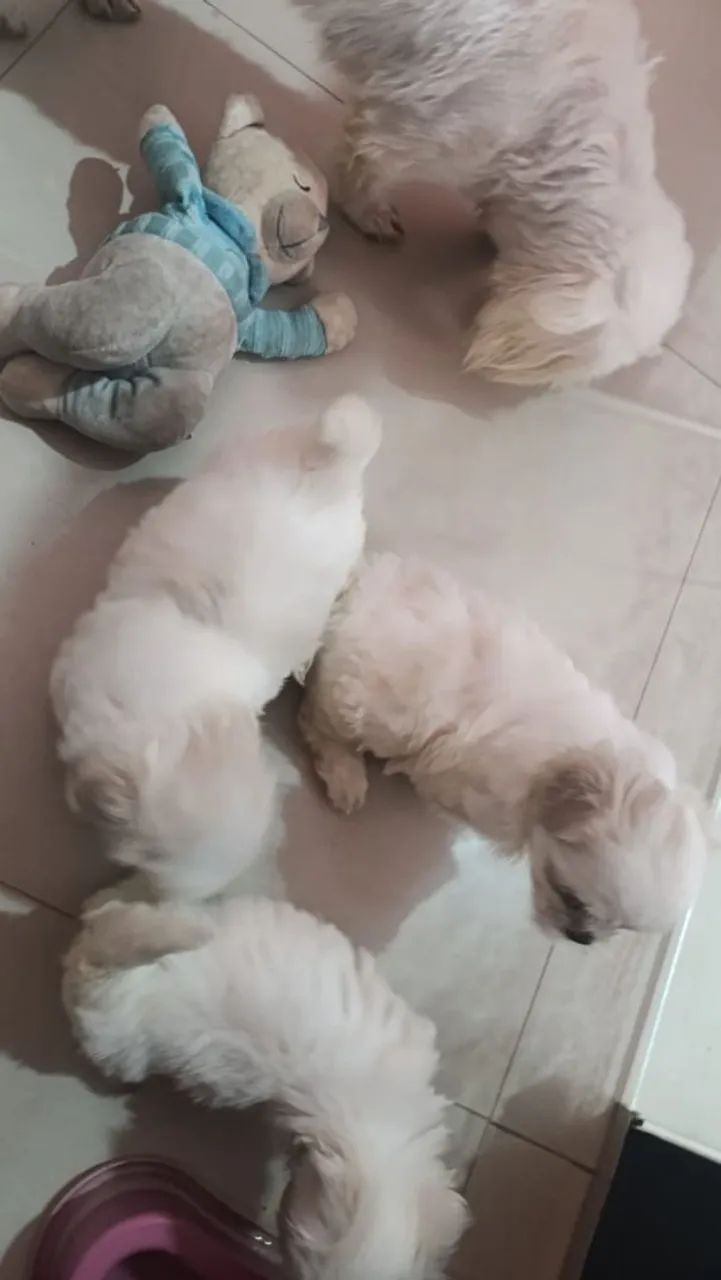 Maltês baby  - Foto 4