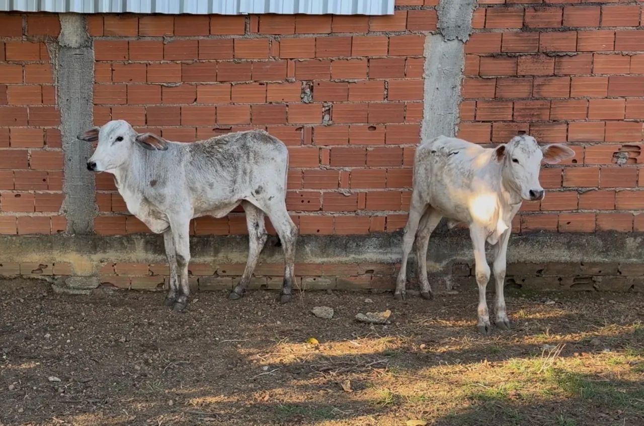 3 Bezerras (Anápolis)
