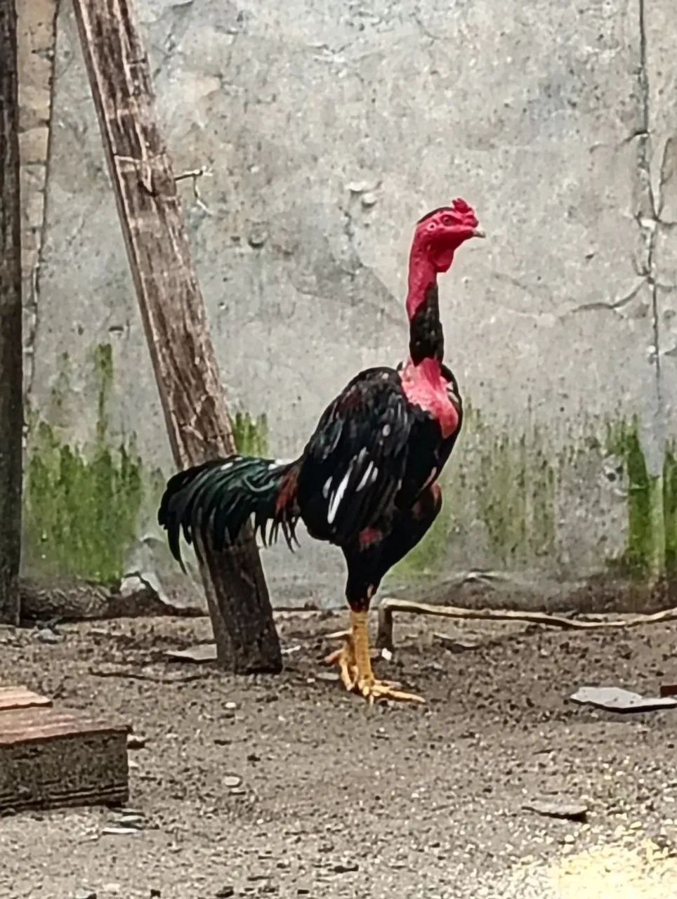 Galo de raça gogó 