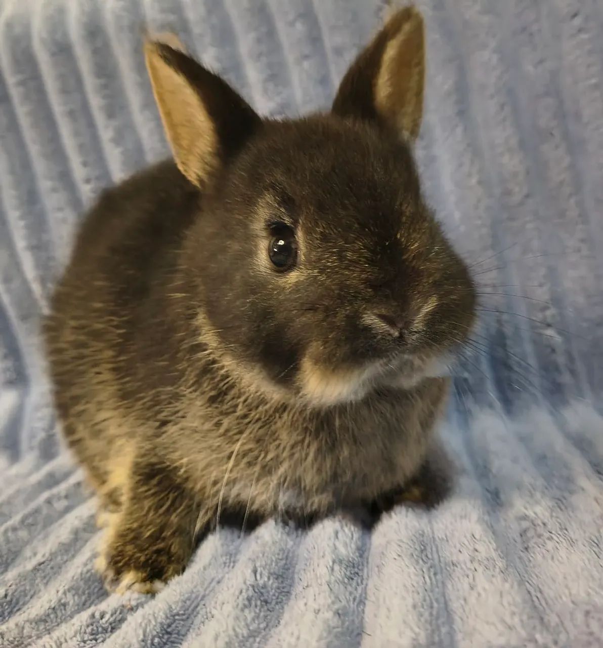Mini coelho  - Foto 2