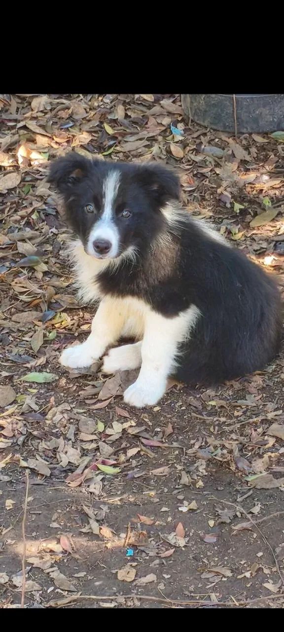 Border Collie  - Foto 3