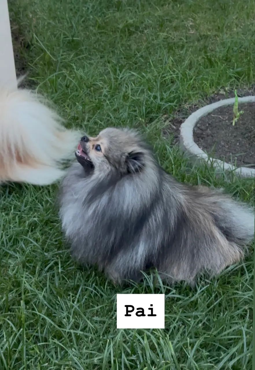 Spitz alemão, macho - Foto 2