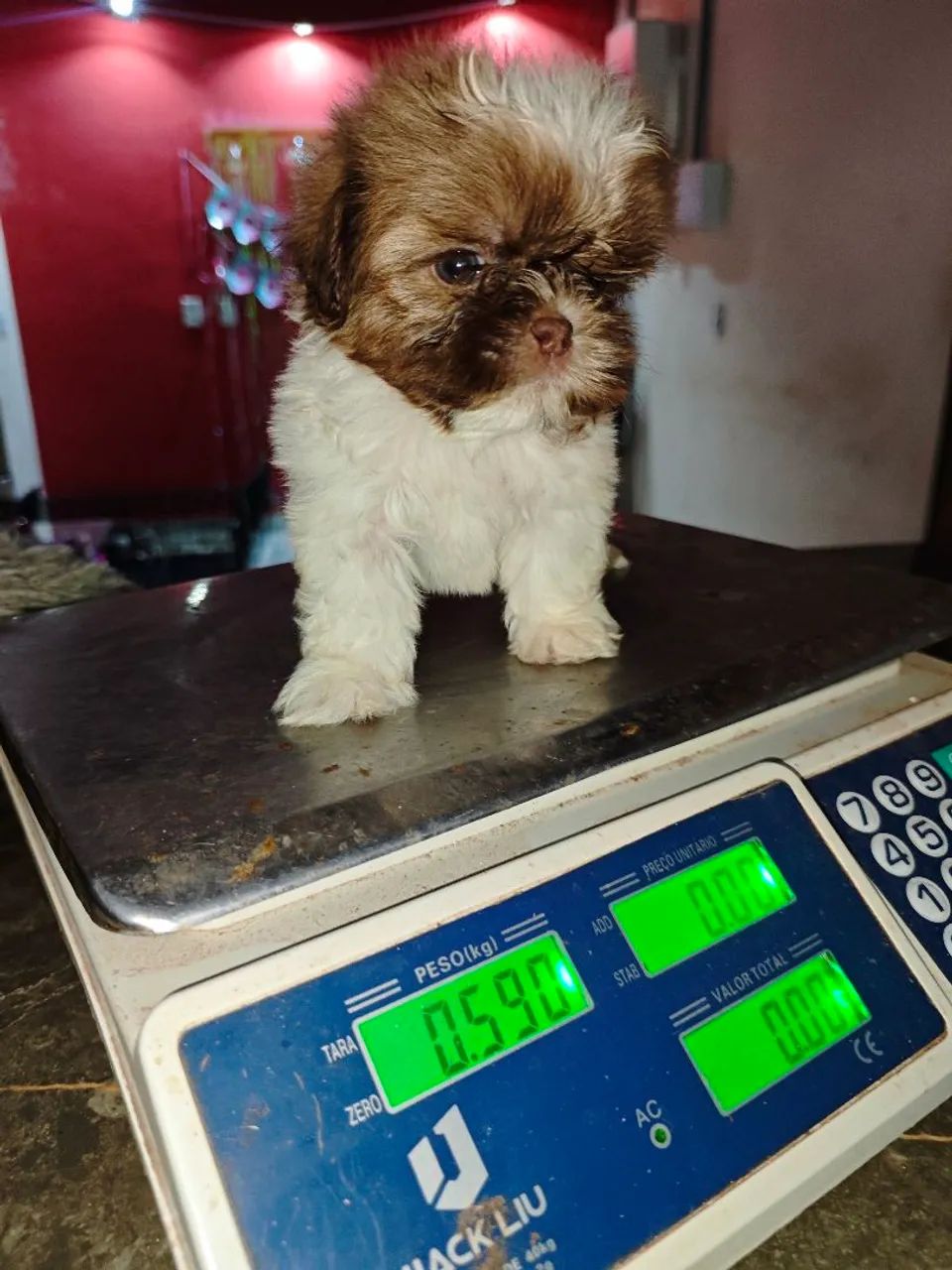 Filhotes micros de Shitzu machos disponíveis  - Foto 2