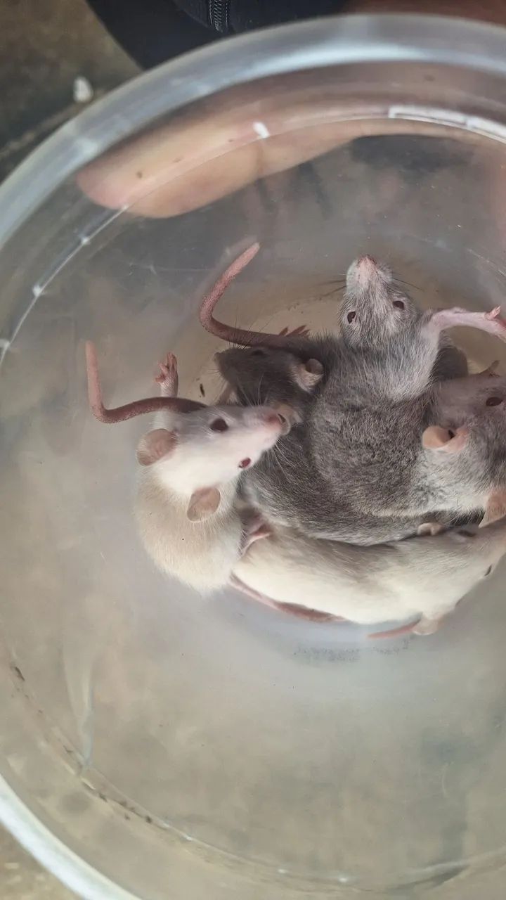 Rato twister - Foto 2