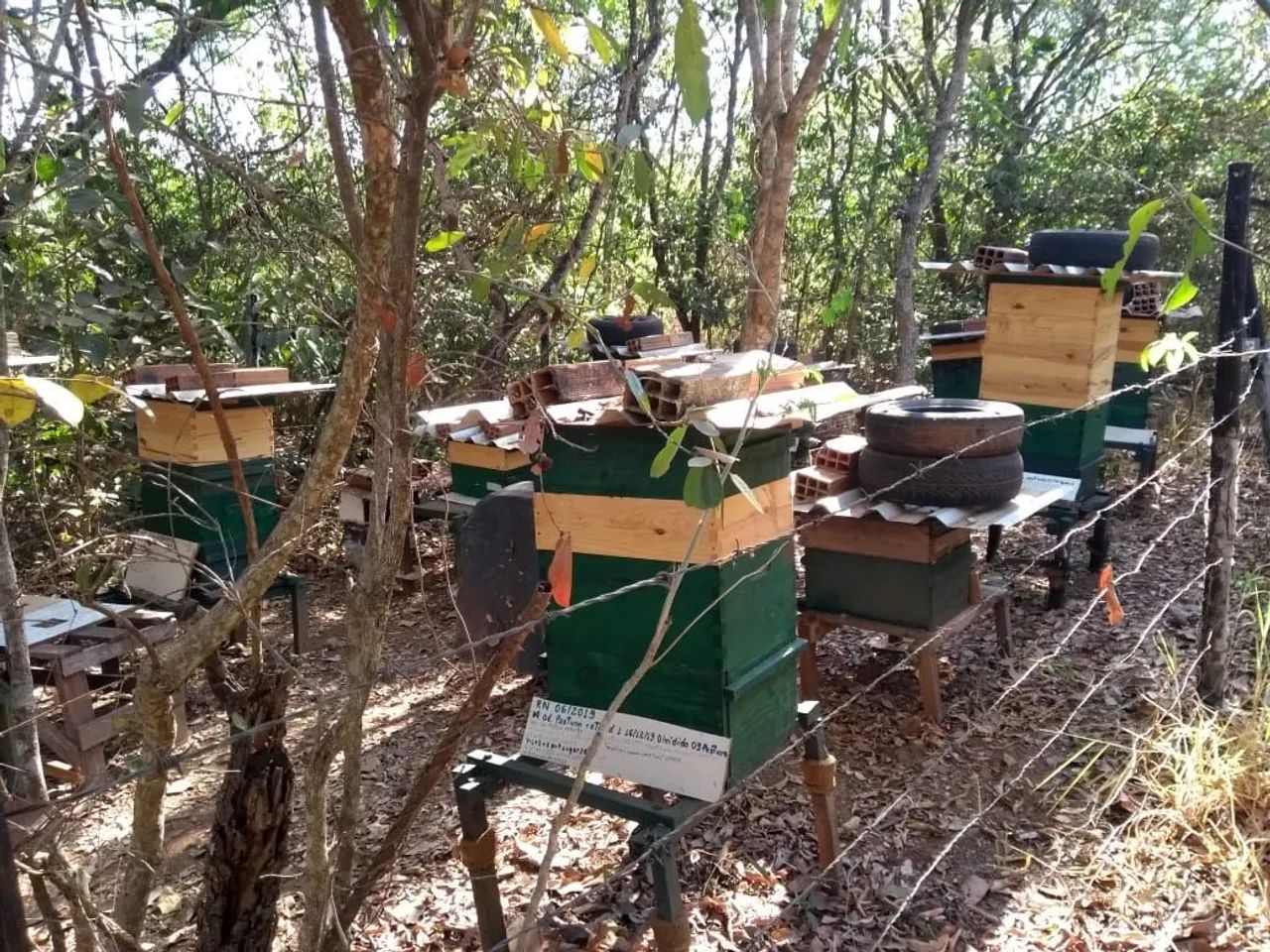 Colméias de abelha Europa completas produzindo - Foto 2