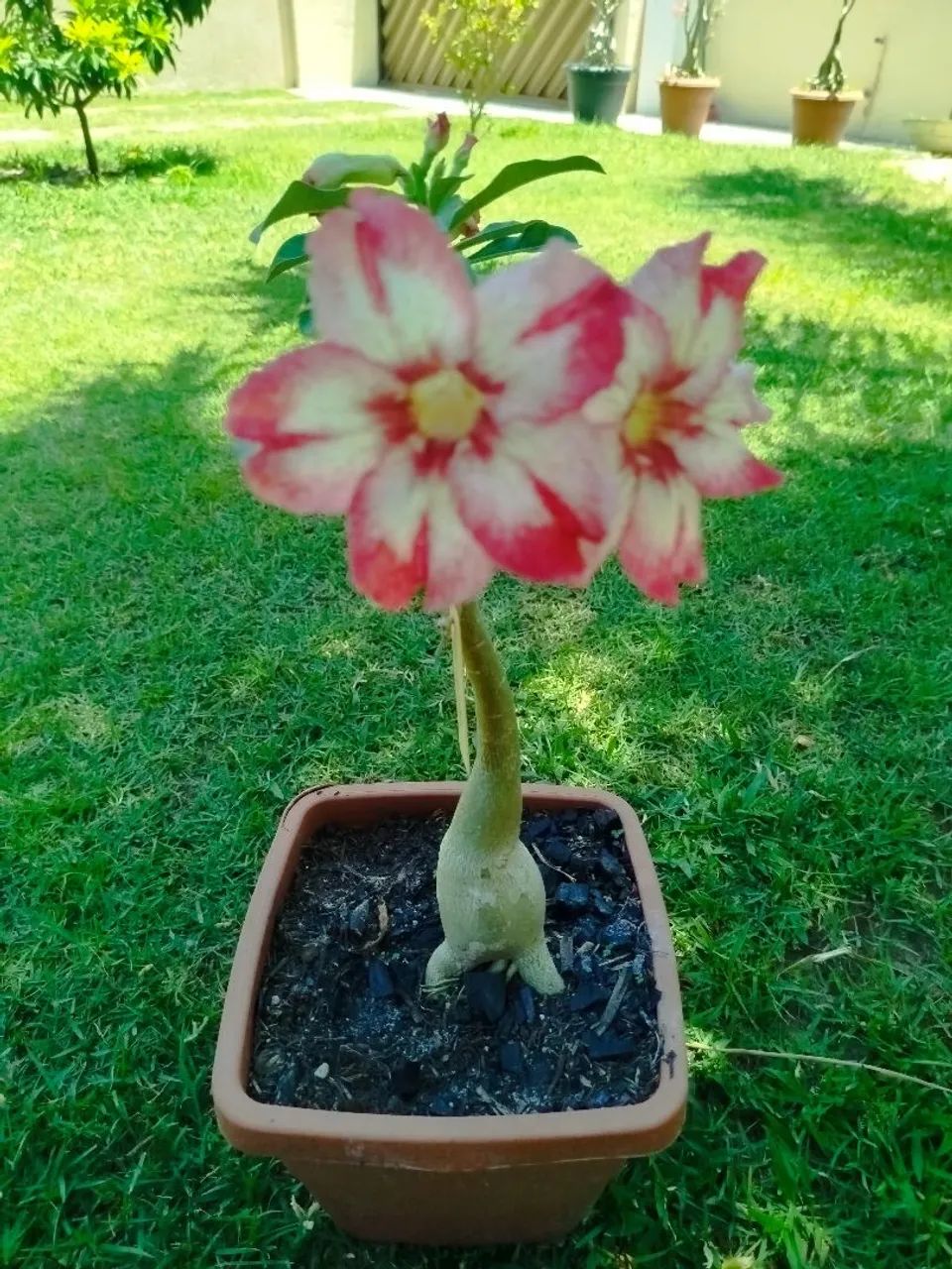 Vendo  - Foto 3