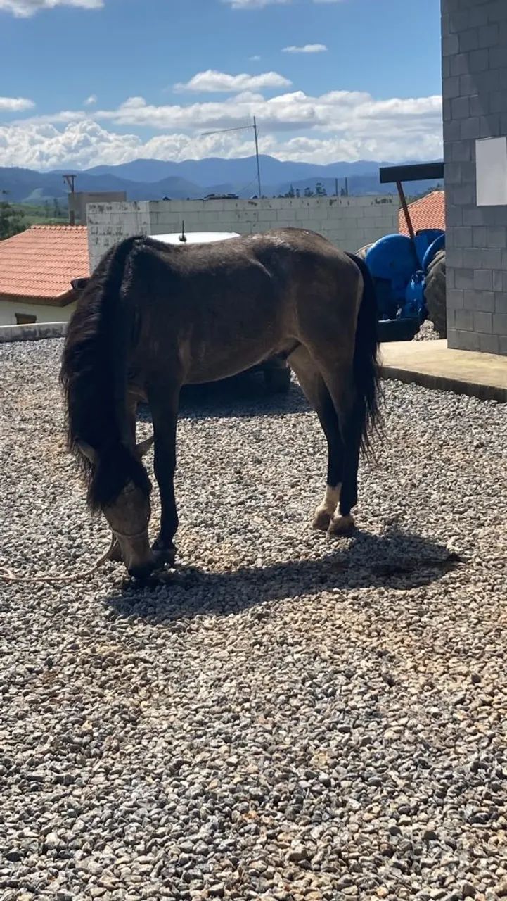 Cavalo raça lusitano - Foto 2